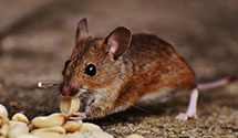 24 Hour & Emergency Exterminators in New Columbia, PA
